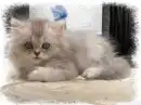 kitty