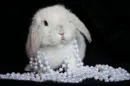 white pearls