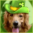 irish setter