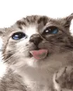 cat lick