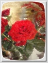 red roses part 2