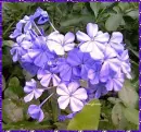 Purple Flowers