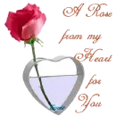 A Rose 4 U
