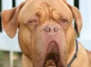 cute dog