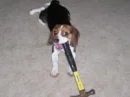 Cute & Funny Pup