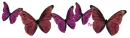 Pink Butterflies