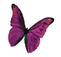 Pink Butterfly
