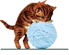 Kitten