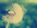 Wish