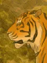 tigger