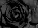 background.iamme