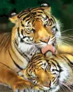 tiger