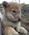 cute dog