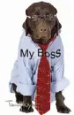 my boss