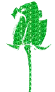 rosa