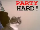 cat_partyhard