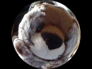 webkinz Groundhog