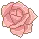 pink rose