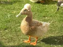 army duck