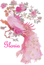 GLORIA, PINK PEACOCK