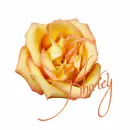 Shirley