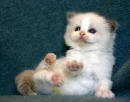 Cute kitten