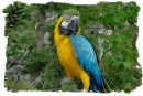 Blue and Gold Macaw 