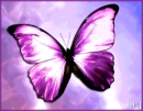 Purple Butterfly