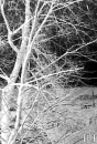 Black-White Nature