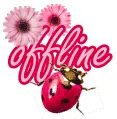 Pink Ladybug 