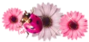Pink Ladybug 
