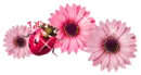 Pink Ladybug 