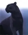 black panther
