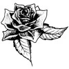 rose