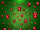 Ladybugs