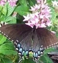 BUTTERFLY ON FLOWER