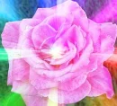 ROSE OF A DIFFERENT COLOR