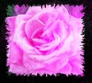 PINK ROSE FRAMED IN BLACK
