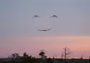 Geese Smile