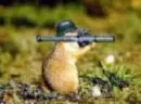 army duck
