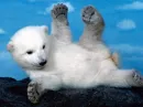 Lil polar bear