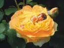 Yellow rose and cute baby