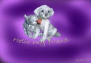 hello 