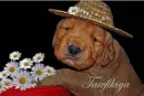 roses for cos u r special