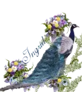 Ingrid blue peacock. 