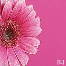 Pink Flower