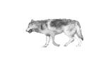Walking Wolf