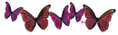 Pink Butterflies