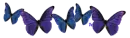 Blue and Purple Butterflies