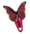 Magenta butterfly clip